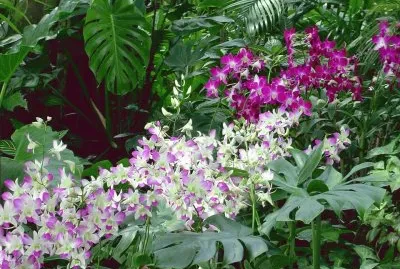 fleurs: orchidÃ©es