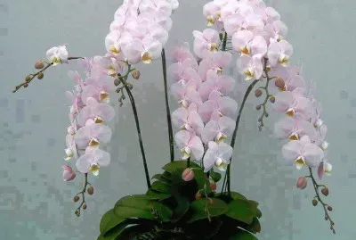 fleurs: orchidÃ©es