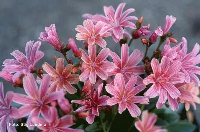 lewisia jigsaw puzzle