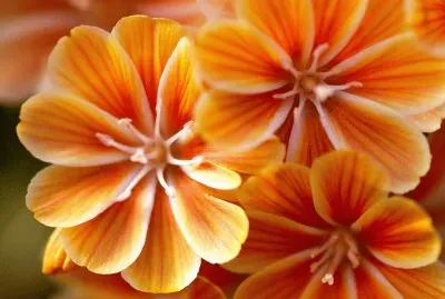 lewisia jigsaw puzzle