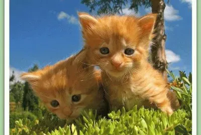 פאזל של Gatinhos