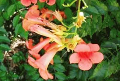 Trombeta da China jigsaw puzzle