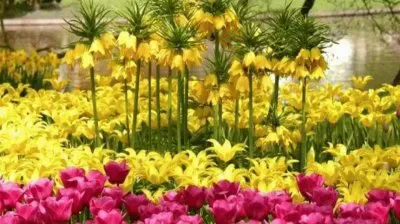 flores jigsaw puzzle