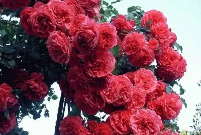 rosas