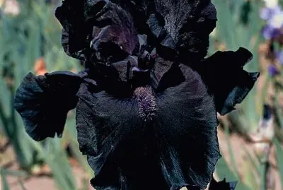 fleurs  iris