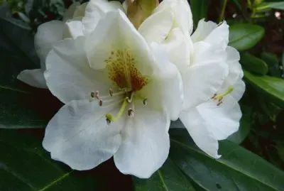 rhododendron