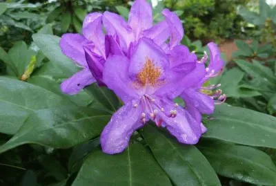 rhododendron jigsaw puzzle