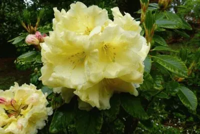 rhododendron