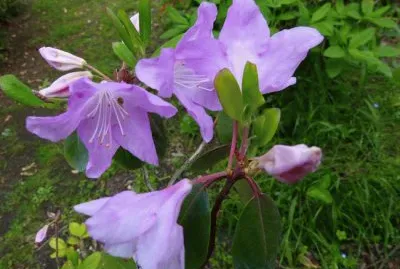 rhododendron jigsaw puzzle