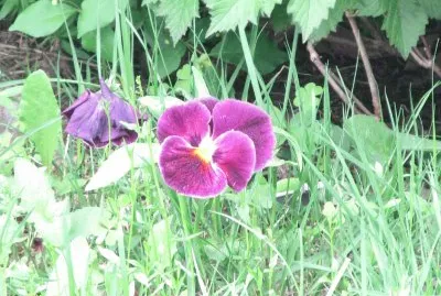 Pretty purple pansies