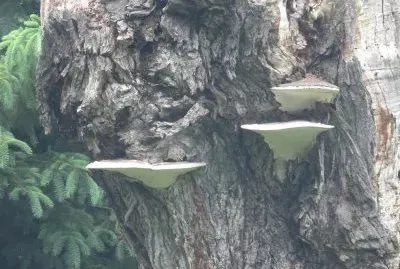 Fun guy fungi