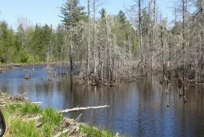 Swamp in the sunshine
