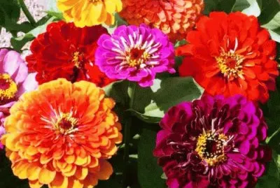 Roses mistiques jigsaw puzzle