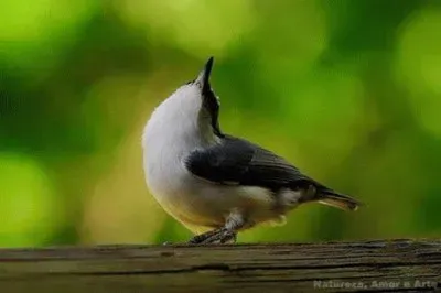 - belo,(!) jigsaw puzzle