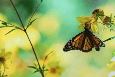 - belo,( ) jigsaw puzzle