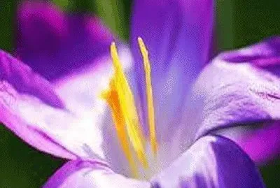 - flor de aÃ§afrÃ£o