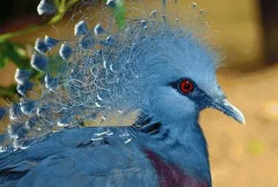 - lindo,(@) jigsaw puzzle