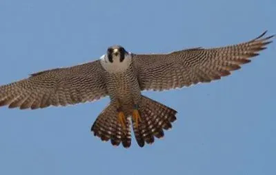 - belo,(@3) jigsaw puzzle