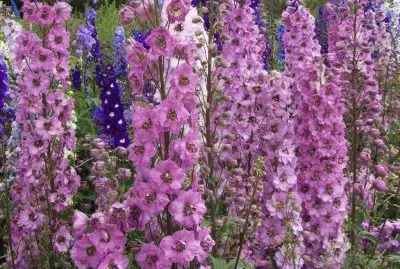delphinium jigsaw puzzle