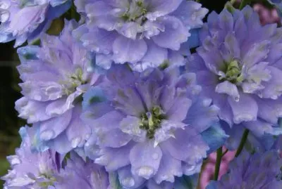 delphinium jigsaw puzzle