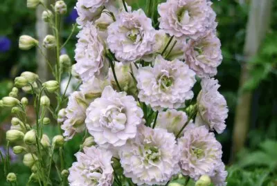 פאזל של delphinium