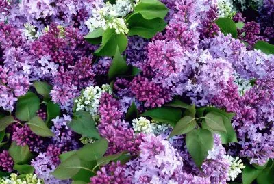 Fresh Cut Lilacs for Sale-New York City jigsaw puzzle