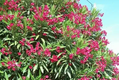 פאזל של laurier rose