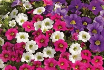 פאזל של calibrachoa