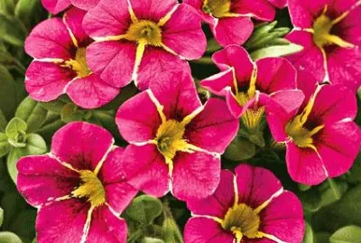 פאזל של calibrachoa