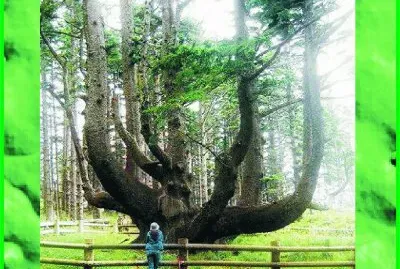 ÃRBOL DEL PULPO, OREGON. jigsaw puzzle