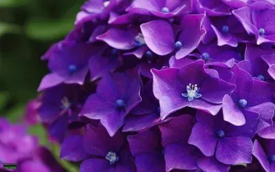 פאזל של hortensia