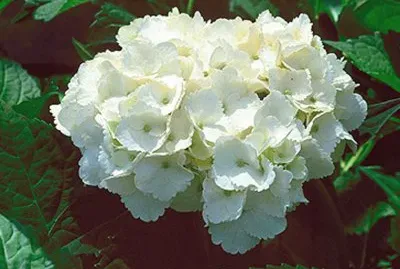 פאזל של hortensia