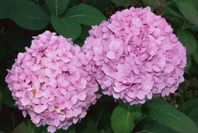 פאזל של hortensia