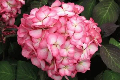 פאזל של hortensia