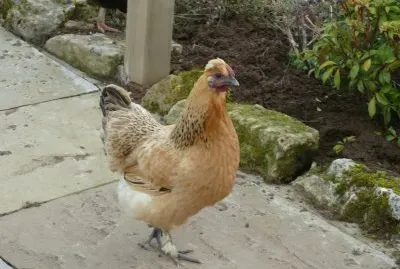 chook