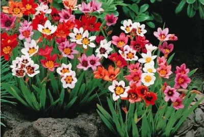 sparaxis jigsaw puzzle