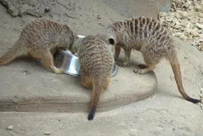 meercats feeding