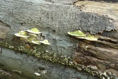 fungus