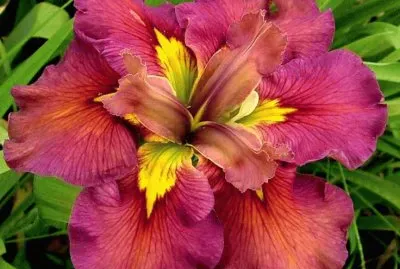 Louisiana Iris jigsaw puzzle
