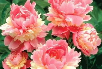 פאזל של Peony sorbet