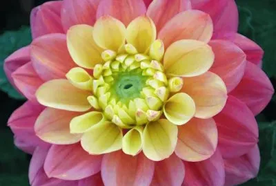 פאזל של Dahlia