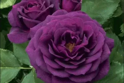 פאזל של Deep purple Rose