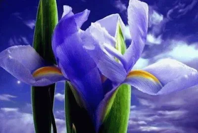 - orquidia jigsaw puzzle