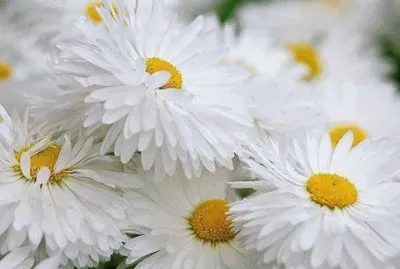 - margarida jigsaw puzzle