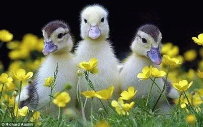 - belo,(#) jigsaw puzzle