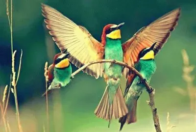 - bello,(#) jigsaw puzzle