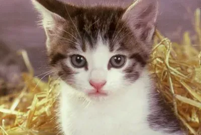 gatet