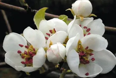 Flor de perÃ¨ jigsaw puzzle