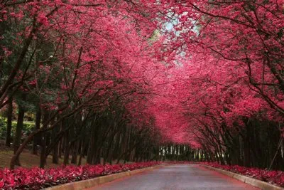 פאזל של NÂº 394