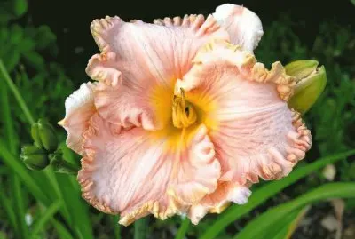 hemerocalle jigsaw puzzle